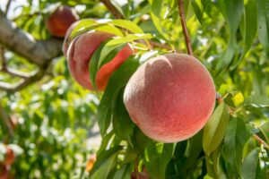 Locally Made-Grown-Ocean City Farmers Market-Bennett Orchards-2021 (3)