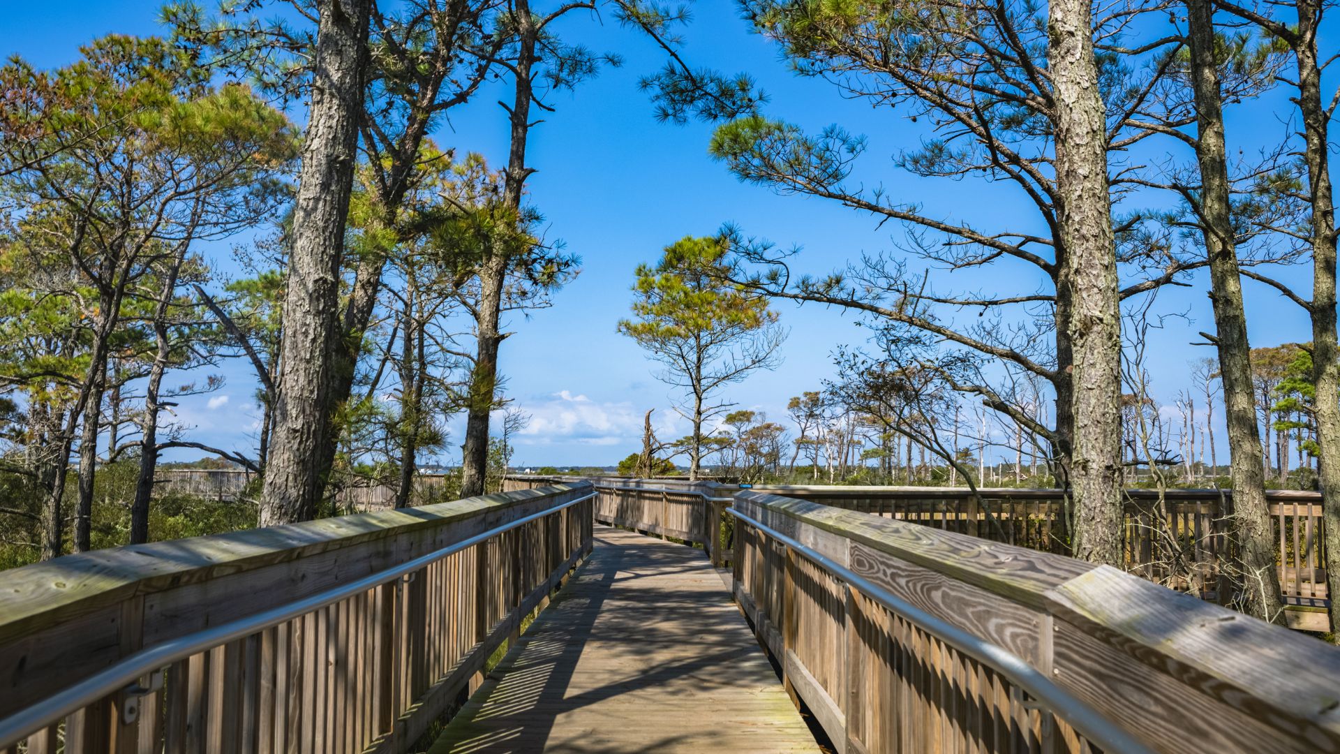 View of Life of the Forest Nature Trail at Assateague National Seashore